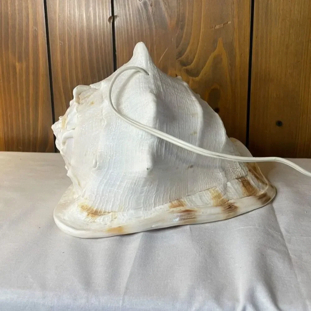 Queen conch shell lamp